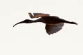 Black-headed Ibis Threskiornis melanocephalus 