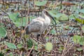 Black-headed Ibis Threskiornis melanocephalus 