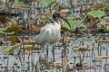 Black-headed Ibis Threskiornis melanocephalus 