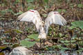 Black-headed Ibis Threskiornis melanocephalus 