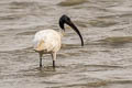 Black-headed Ibis Threskiornis melanocephalus 