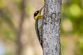 Black-headed Woodpecker Picus erythropygius nigrigenis