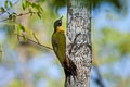 Black-headed Woodpecker Picus erythropygius nigrigenis