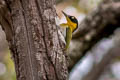 Black-headed Woodpecker Picus erythropygius erythropygius