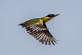 Black-headed Woodpecker Picus erythropygius erythropygius