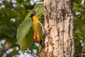 Black-headed Woodpecker Picus erythropygius erythropygius