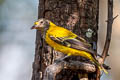 Black-hooded Oriole Oriolus xanthornus xanthornus 