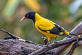 Black-hooded Oriole Oriolus xanthornus xanthornus 