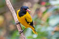 Black-hooded Oriole Oriolus xanthornus xanthornus 