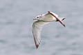 Black-legged Kittiwake Rissa tridactyla pollicaris 