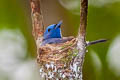 Black-naped Monarch Hypothymis azurea  prophata