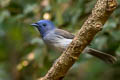 Black-naped Monarch Hypothymis azurea  galerita