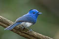 Black-naped Monarch Hypothymis azurea  galerita