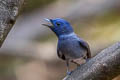 Black-naped Monarch Hypothymis azurea  galerita