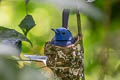 Black-naped Monarch Hypothymis azurea  galerita