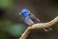 Black-naped Monarch Hypothymis azurea  galerita