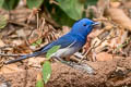 Black-naped Monarch Hypothymis azurea  galerita