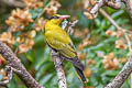 Black-naped Oriole Oriolus chinensis diffusus