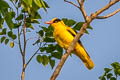 Black-naped Oriole Oriolus chinensis diffusus