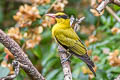 Black-naped Oriole Oriolus chinensis diffusus