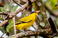 Black-naped Oriole Oriolus chinensis diffusus