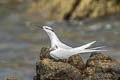 Black-naped Tern Sternula sumatrana sumatrana