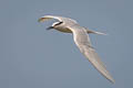 Black-naped Tern Sternula sumatrana sumatrana