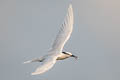 Black-naped Tern Sternula sumatrana sumatrana