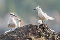 Black-naped Tern Sternula sumatrana sumatrana