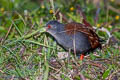 Black-tailed Crake Zapornia bicolor