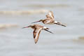 Black-tailed Godwit Limosa limosa melanuroides