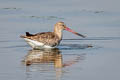 Black-tailed Godwit Limosa limosa melanuroides