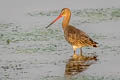 Black-tailed Godwit Limosa limosa melanuroides