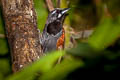 Black-throated Babbler Stachyris nigricollis