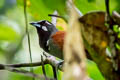 Black-throated Babbler Stachyris nigricollis