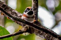 Black-throated Bushtit Aegithalos concinnus pulchellus