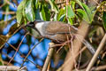 Black-throated Laughingthrush Pterorhinus chinensis lochmius