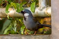 Black-throated Laughingthrush Pterorhinus chinensis lochmius