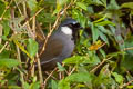 Black-throated Laughingthrush Pterorhinus chinensis lochmius