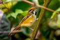 Black-throated Parrotbill Suthora nipalensis feae