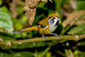 Black-throated Parrotbill Suthora nipalensis feae