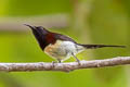 Black-throated Sunbird Aethopyga saturata