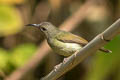 Black-throated Sunbird Aethopyga saturata