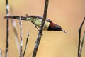 Black-throated Sunbird Aethopyga petersi