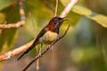 Black-throated Sunbird Aethopyga petersi