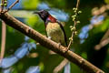 Black-throated Sunbird Aethopyga saturata