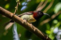 Black-throated Sunbird Aethopyga saturata