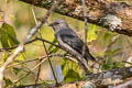 Black-winged Cuckooshrike melaschistos ssp.