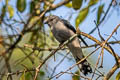 Black-winged Cuckooshrike melaschistos ssp.