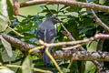 Black-winged Cuckooshrike melaschistos ssp.